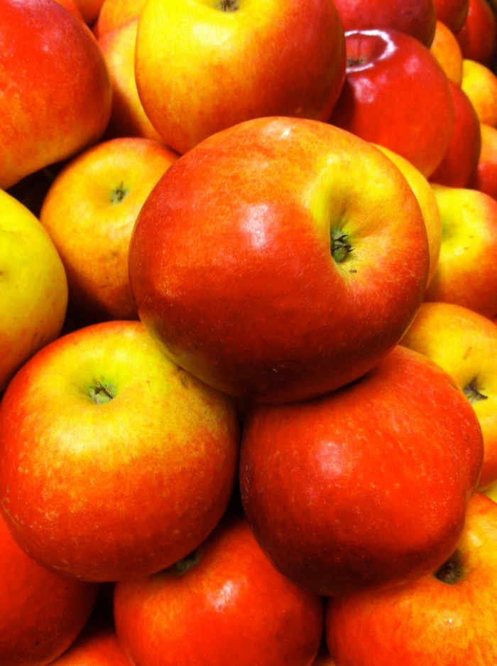 Idared Apple - Apple 'Idared' from Marker Miller Orchards