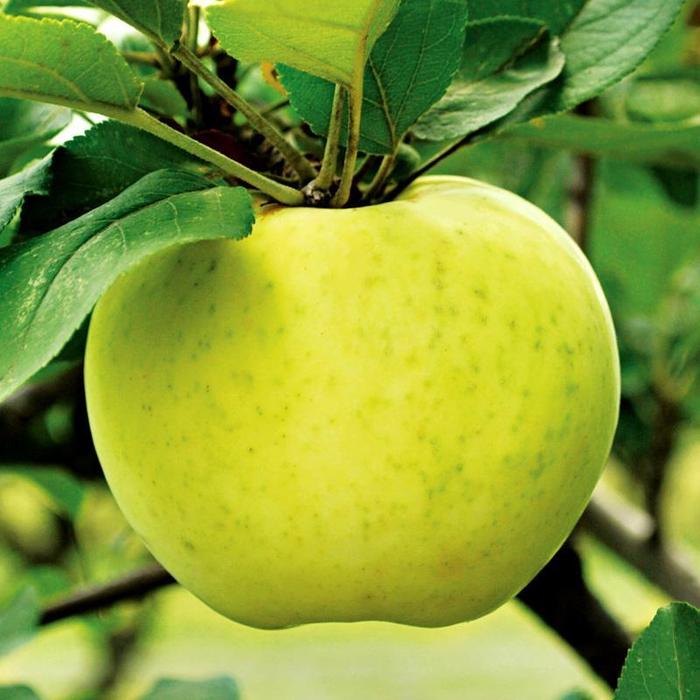 Lodi Apple - Apple 'Lodi' from Marker Miller Orchards