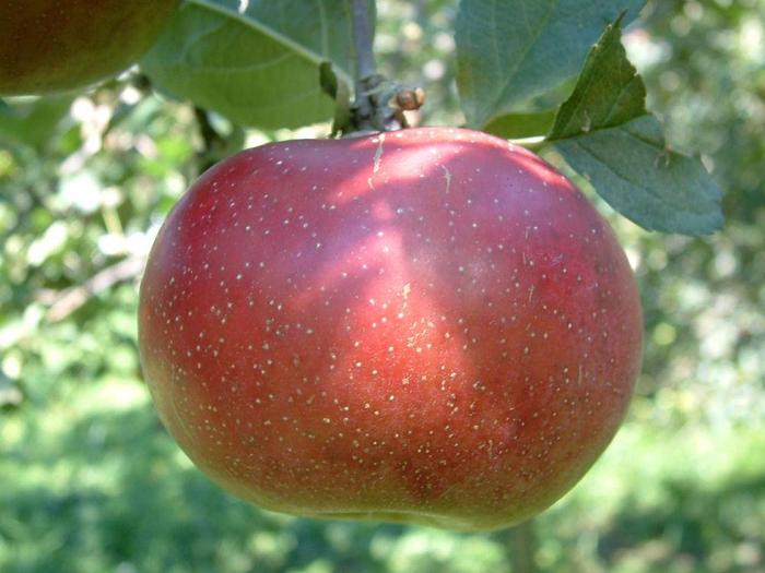 Rambo Apple - Apple 'Rambo' from Marker Miller Orchards
