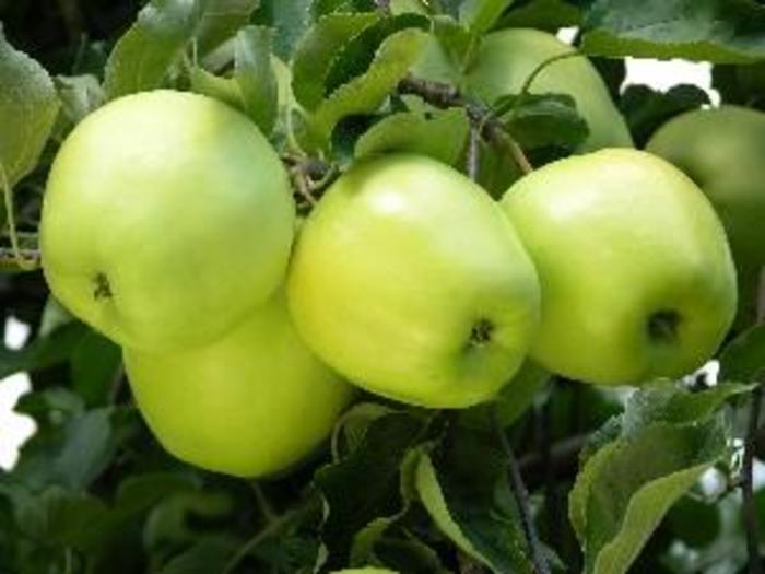 Ginger Gold Apple - Apple 'Ginger Gold' from Marker Miller Orchards