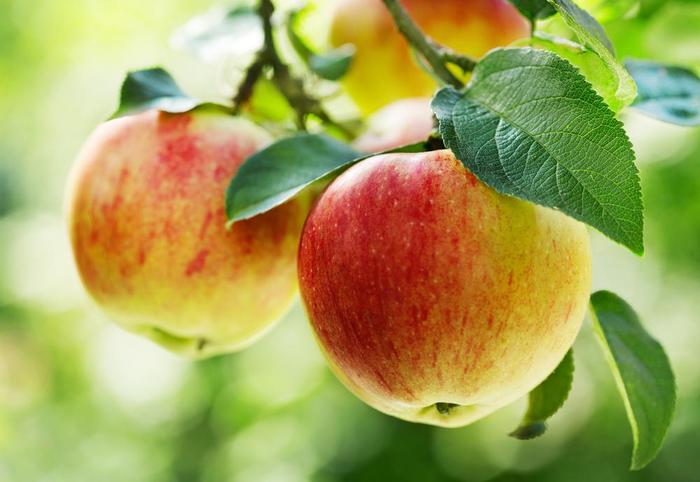 Gala Apple - Apple 'Gala' from Marker Miller Orchards