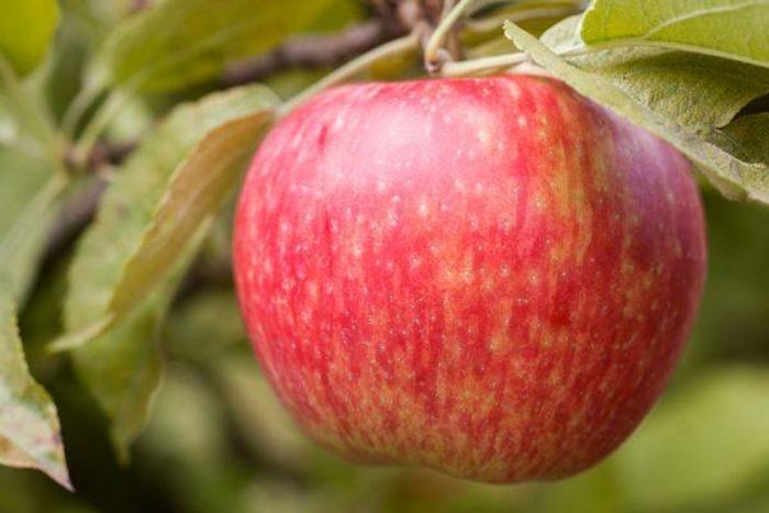Honeycrisp Apple - Apple 'Honeycrisp' from Marker Miller Orchards