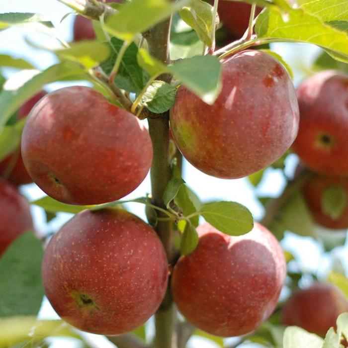 Empire Apple - Apple 'Empire' from Marker Miller Orchards