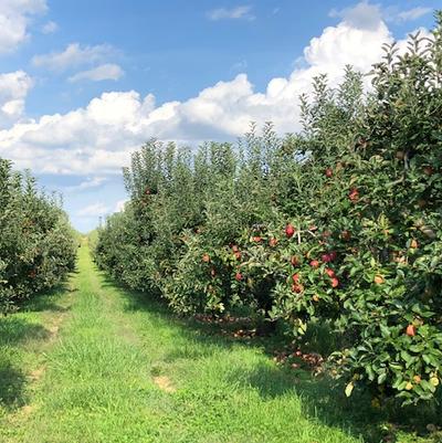 Our Orchards