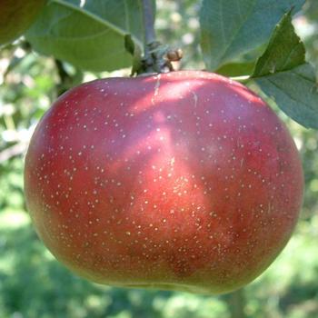 Apple 'Rambo' - Rambo Apple Apple 'Rambo' - Rambo Apple