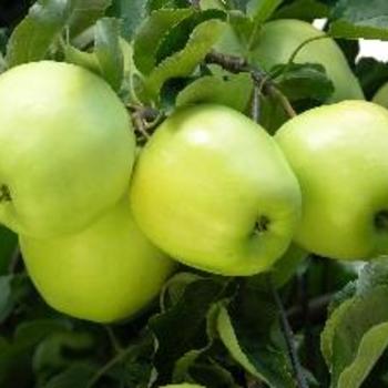Apple 'Ginger Gold' - Ginger Gold Apple Apple 'Ginger Gold' - Ginger Gold Apple