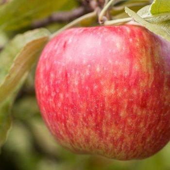 Apple 'Honeycrisp' - Honeycrisp Apple